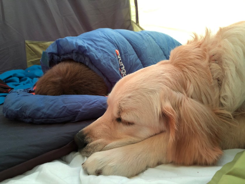 Cookie sleeping next to James in the tent