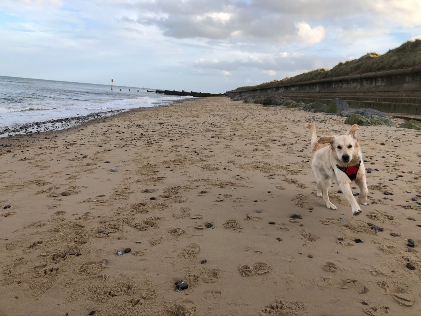 Cookie running along the beach