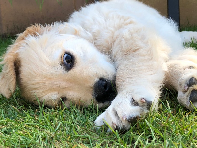 Cute puppy picture