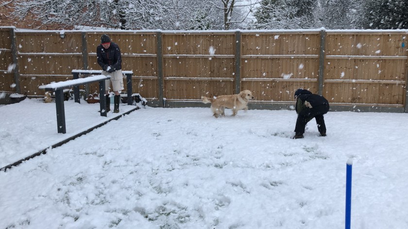 boy, dog and father having snowball fight in garden