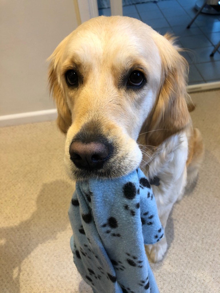 dog holding a blanket toy