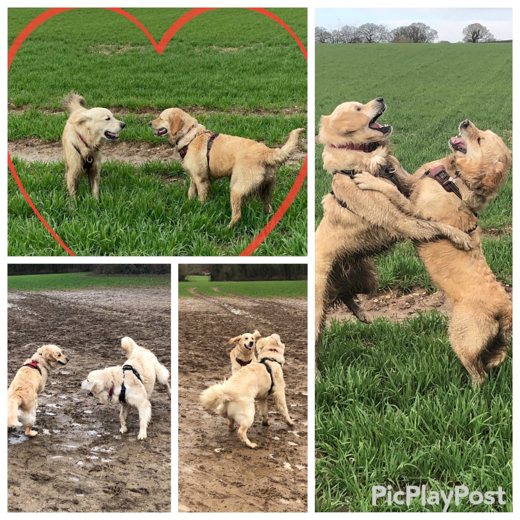 dogs playing in a field
