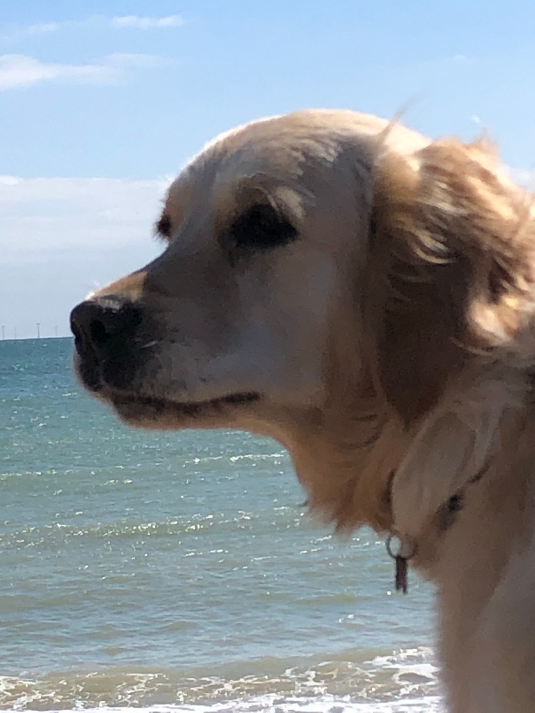 a dog on a beach